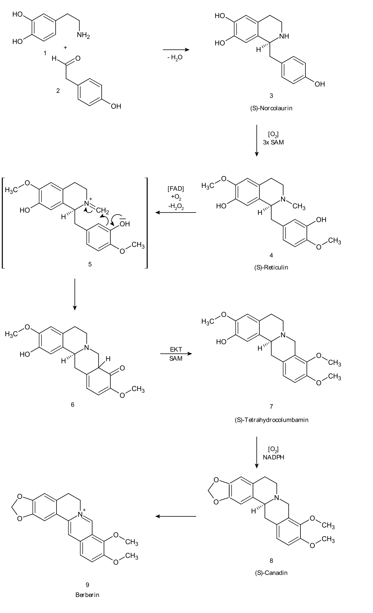 iosynthesis of berberine.svg
