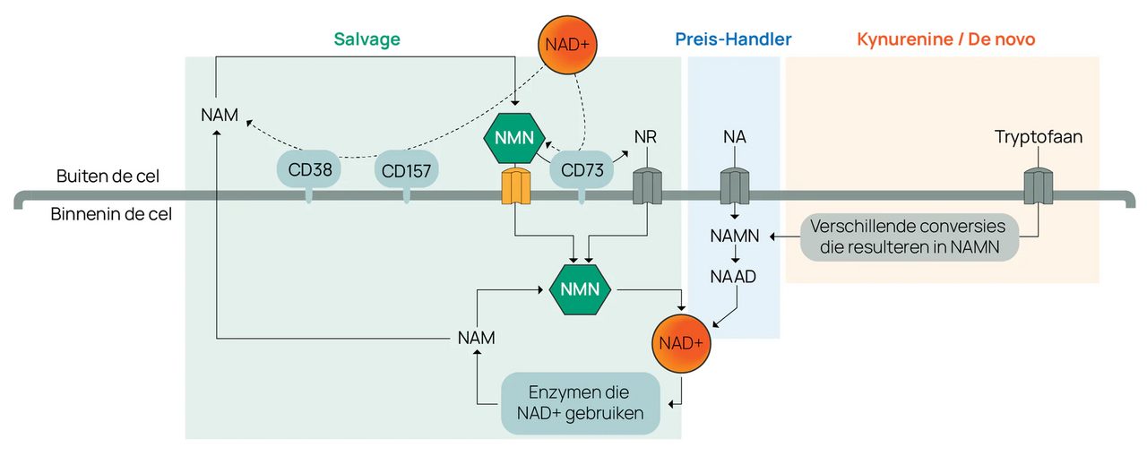 oe-werkt-NMN-uitgelegd.webp