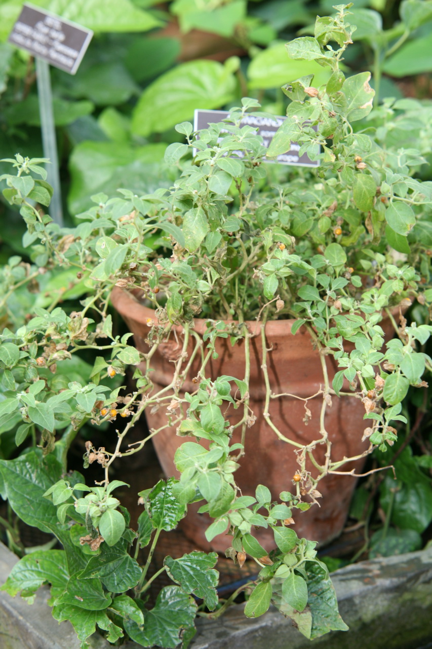 shwagandha (Withania somnifera).jpg