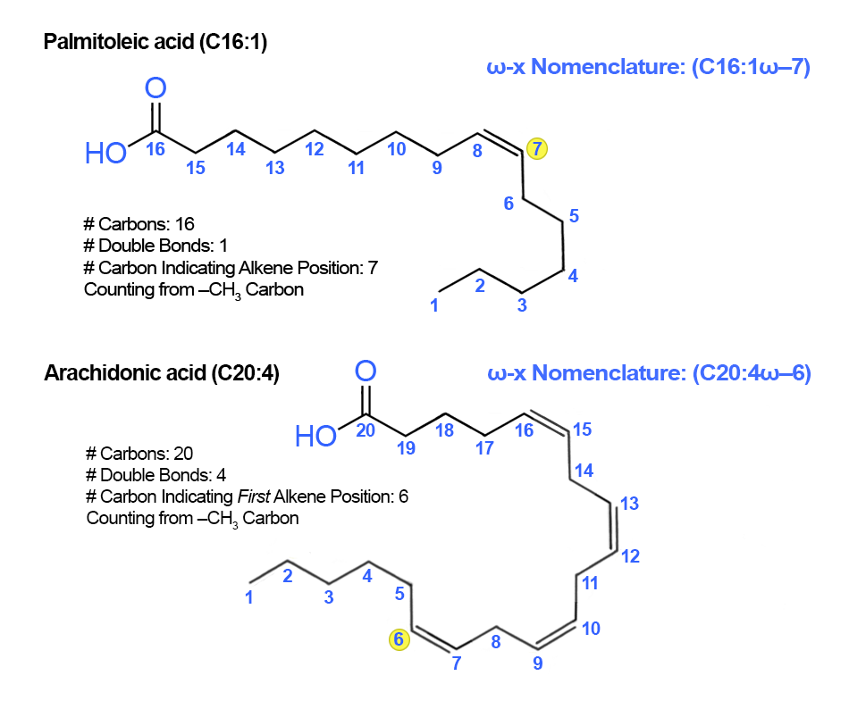 mega Nomenclature for Fatty Acids Example.png