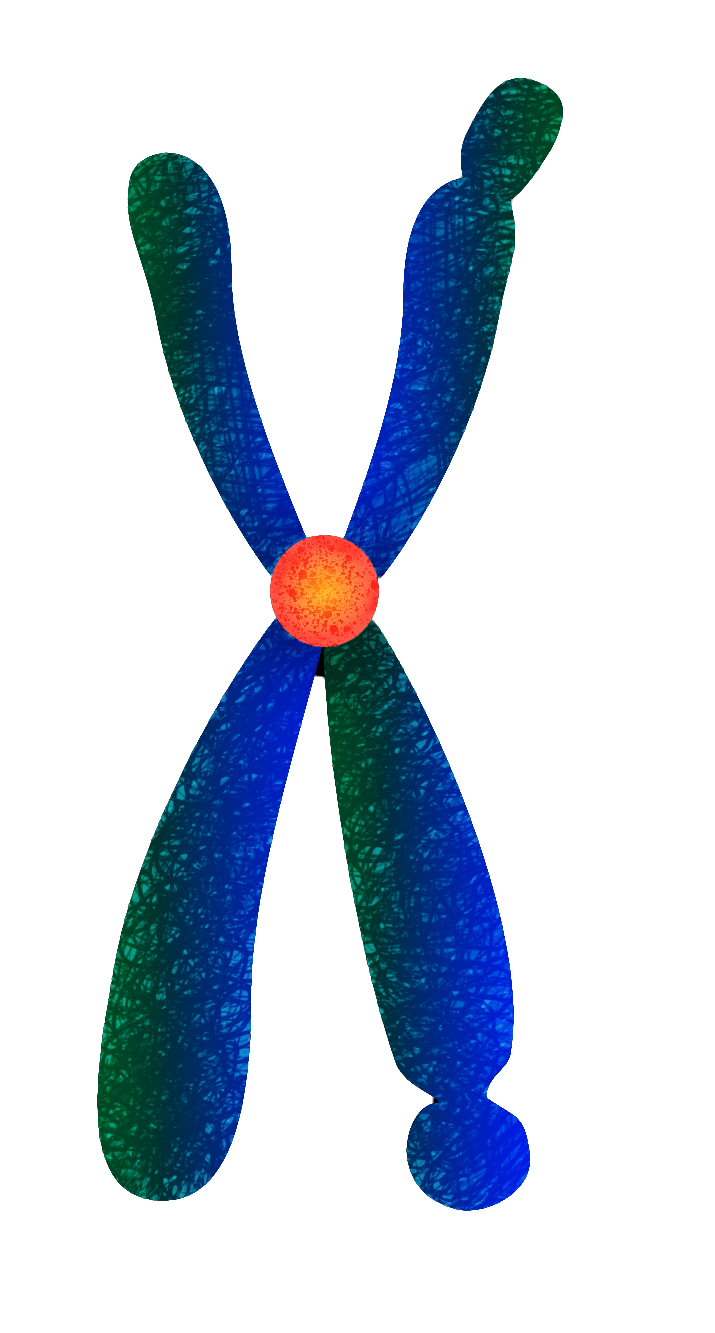 Chromosome structures