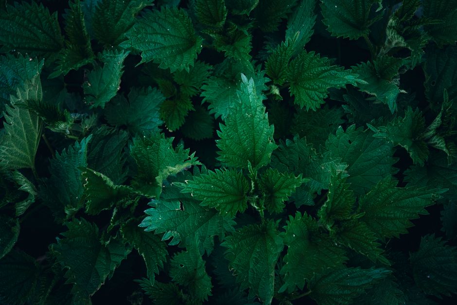 Nutrition and wellness research guide focusing on quercetin and stinging nettle healthy choices