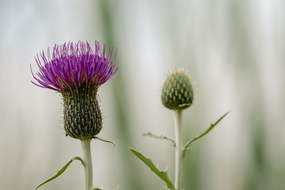 Nutrition and wellness research guide focusing on milk thistle and silymarin healthy choices
