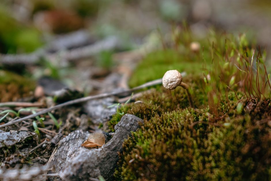 Nutrition and wellness research guide focusing on cordyceps and reishi healthy choices