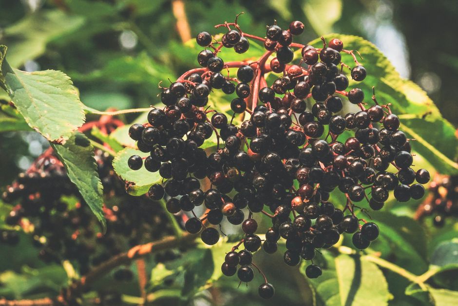 Nutrition and wellness research guide focusing on black elderberry extract for respiratory defense healthy choices
