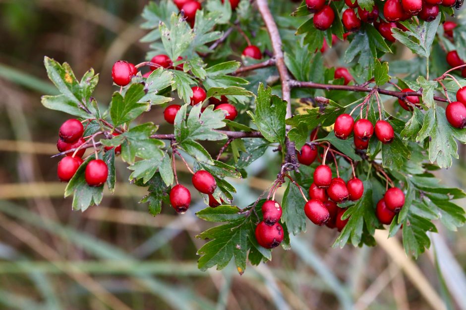 Nutrition and wellness research guide focusing on hawthorn berry for heart muscle function healthy choices