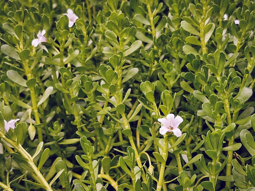 Nutrition and wellness research guide focusing on bacopa monnieri for memory consolidation speed healthy choices